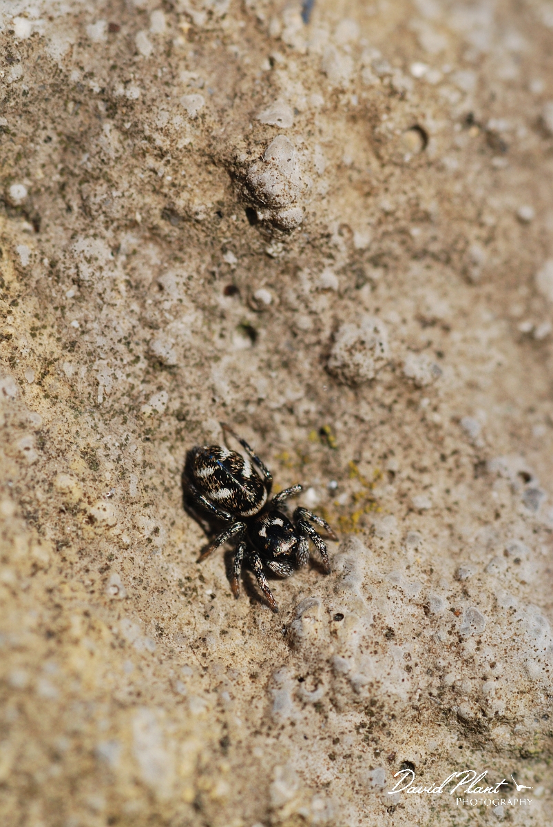 David Plant Photography - Wildlife Photographer - Salticus scenicus - A.JPG - Salticus scenicus - Cotswolds